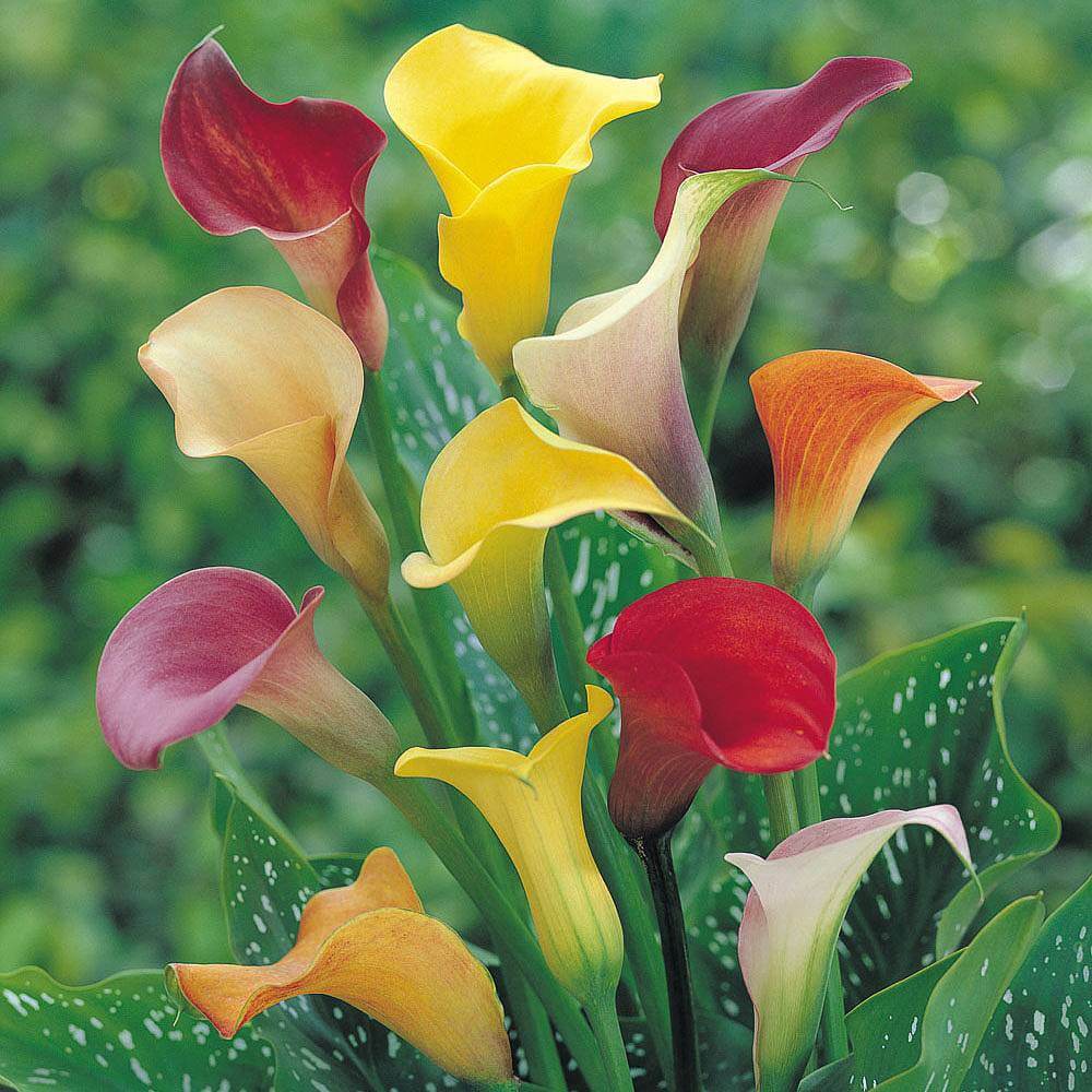 Arum lilies with their elegant faintly scented white flowers and spear shaped leaves will grow in any container and look wonderful in a tall metal bucket.
