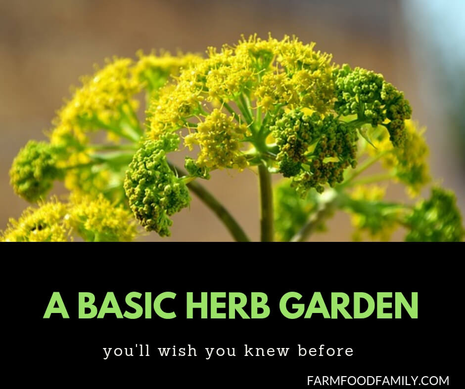 A basic herb garden