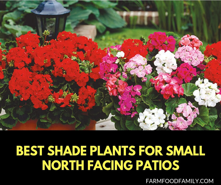  Best Shade Plants For Small North Facing Patios - Best Outdoor Plants For North Facing Garden