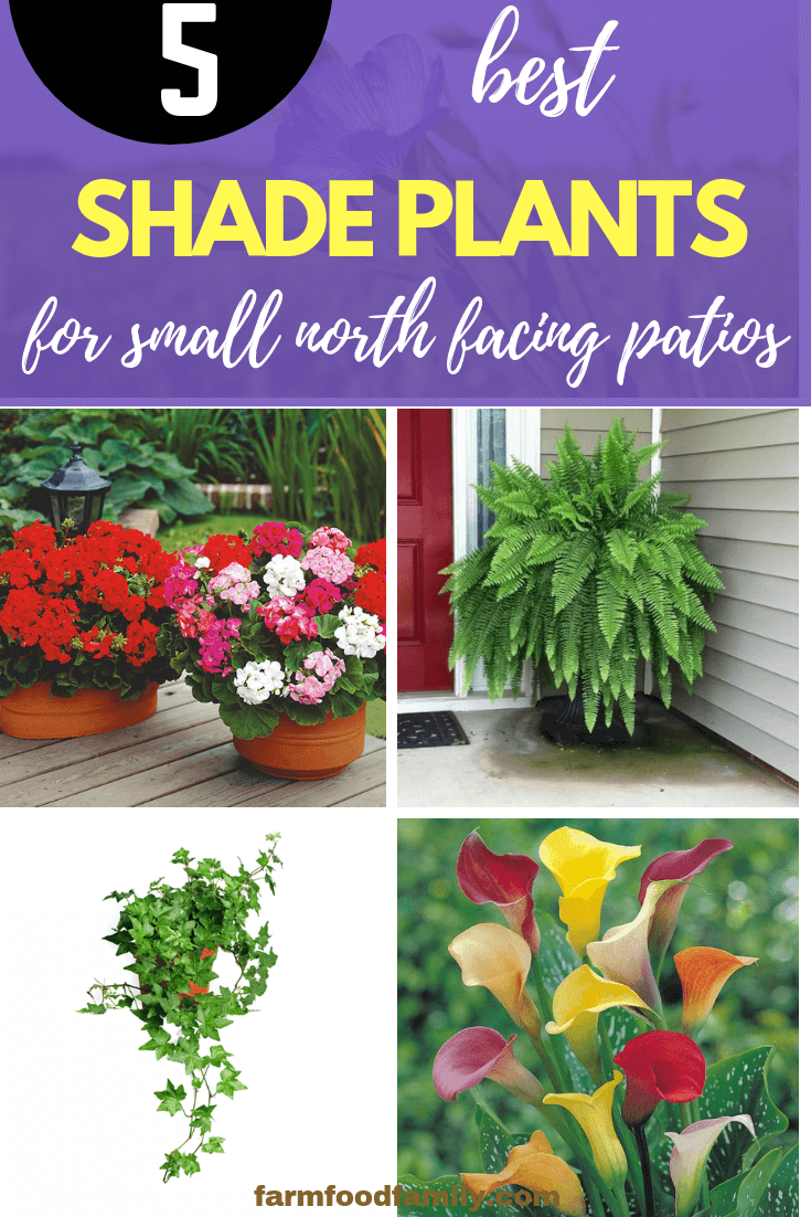 Best shade plants for Small North Facing Patios