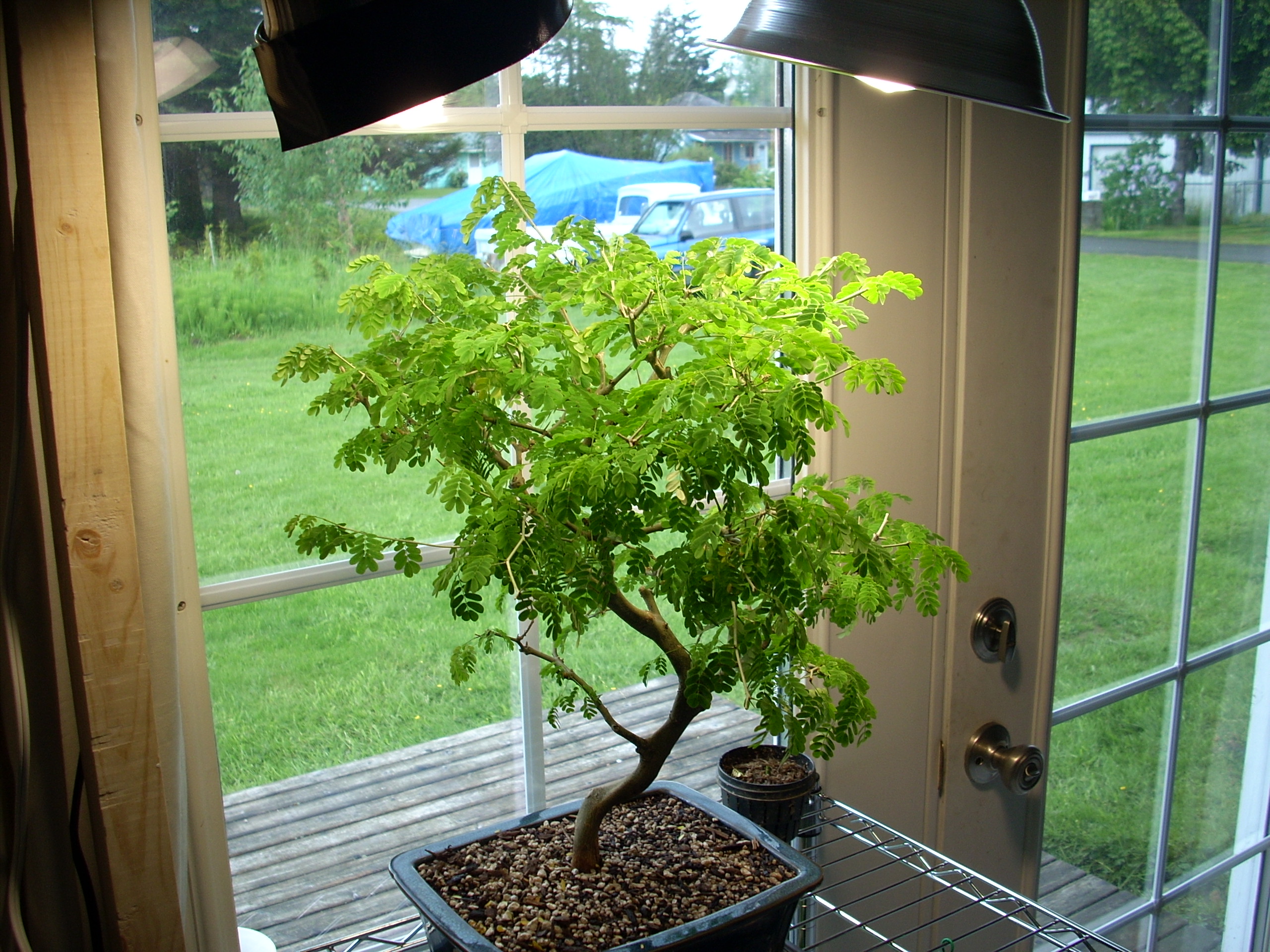 bonsai tree indoor lighting