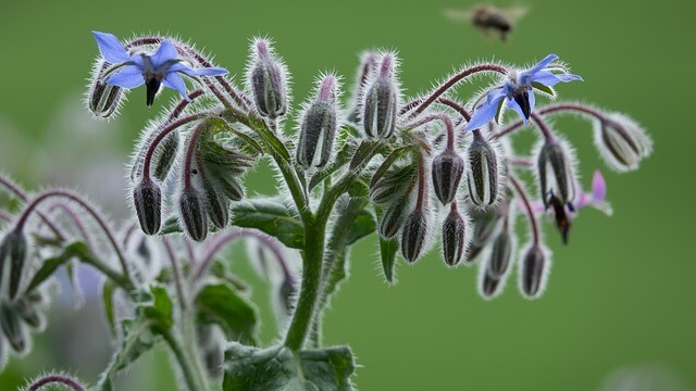 Borage plant - Borage will help the tomato garden by repelling tomato hornworms and cabbageworms.