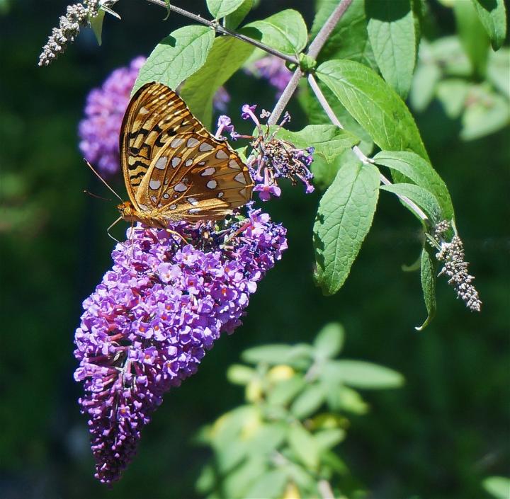 Planting and Caring for the Butterfly Bush