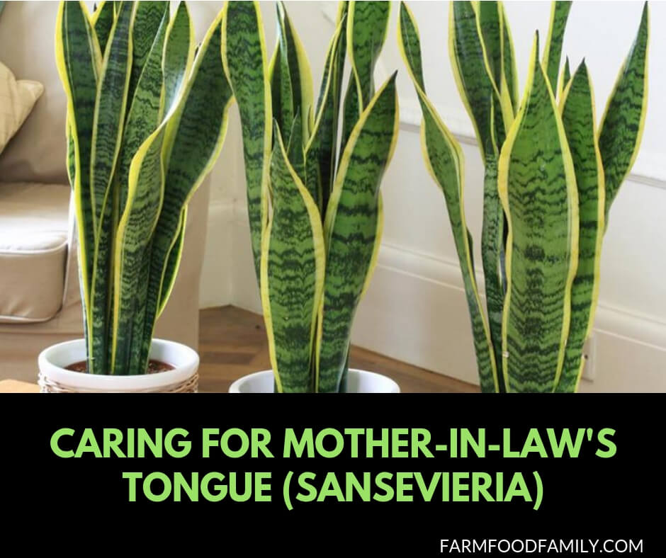 Caring for mother-in-law's tongue plants