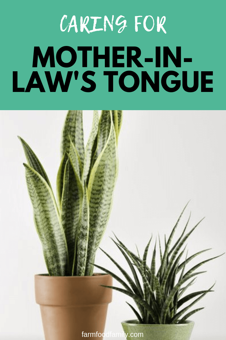 Mother-in-law’s Tongue is a good pick for people who have no luck growing houseplants. It survives in low to bright light, and require very little water to stay healthy