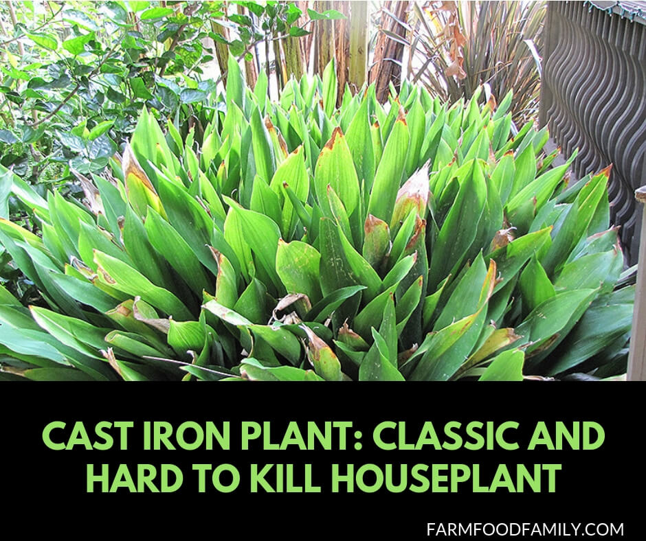 All you need to know about cast iron plant (aspidistras)