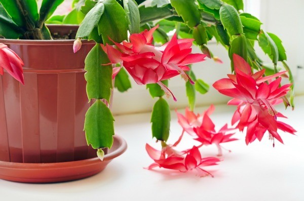 Christmas Cactus (Schlumbergera species) | Winter Flower Garden Indoors: Blooming Plants to Grow In the House during Cold Weather Months | FarmFoodFamily.com