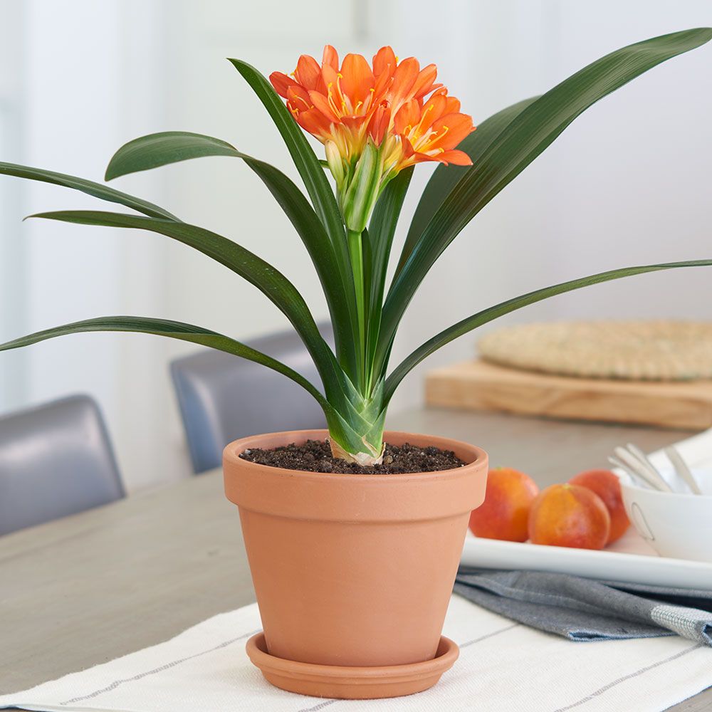 Clivia miniata | Winter Flower Garden Indoors: Blooming Plants to Grow In the House during Cold Weather Months | FarmFoodFamily.com