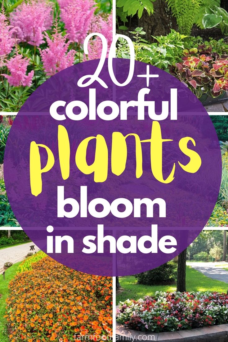 colorful plants bloom in shade