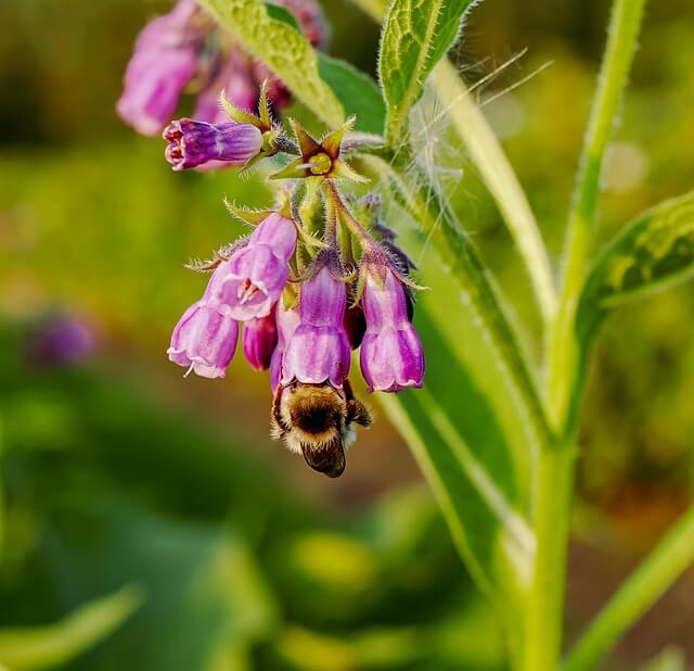 Comfrey plant - This large perennial herb accumulates calcium, phosphorous and potassium. Comfrey is beneficial to avocado and most fruit trees.
