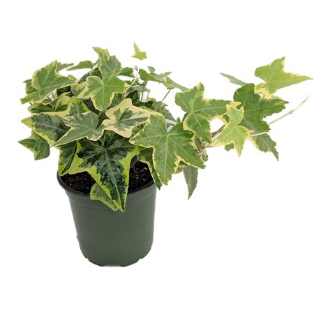 English ivy plant