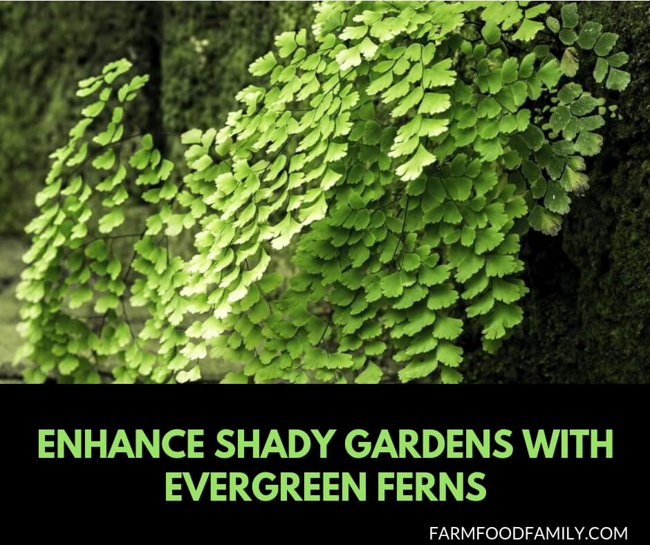 Enhance shady gardens with evergreen ferns