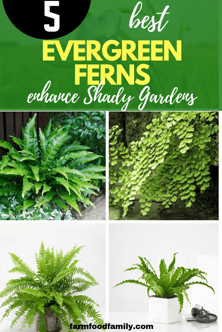 Enhance Shady Gardens with Evergreen Ferns