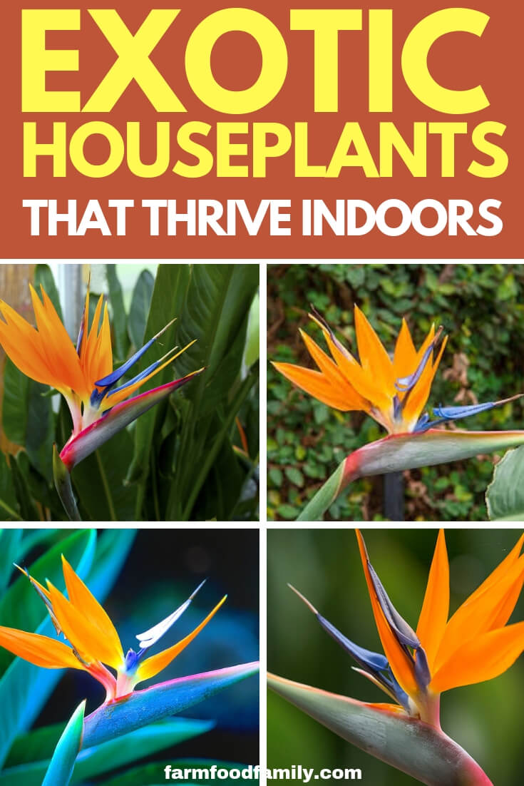 Easy Exotic Tropical Houseplants that grow easily indoors