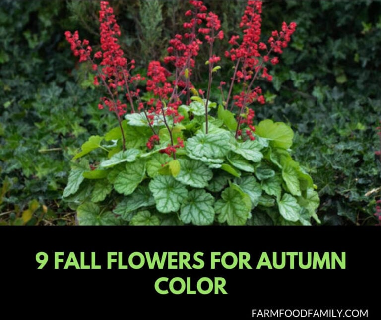 Fall Flowers for autumn color