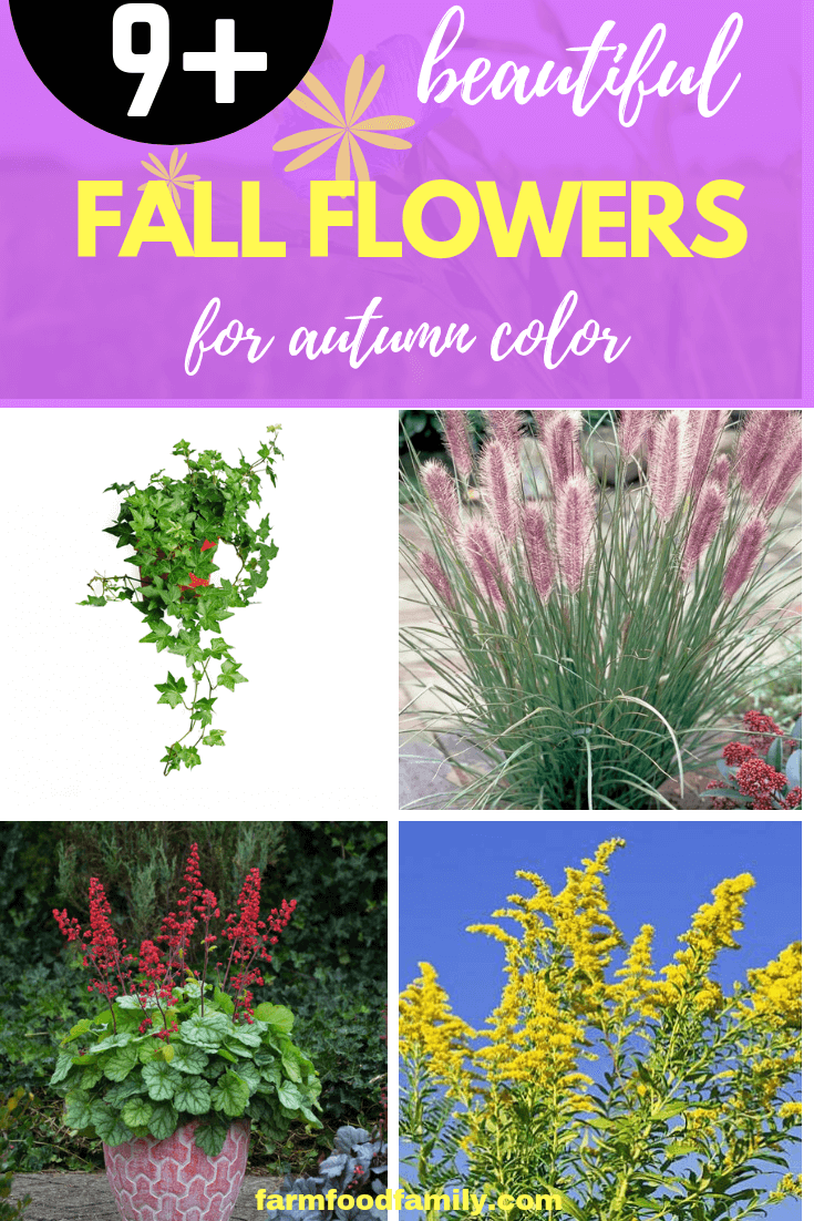Fall Flowers for Autumn Color: Plants to Keep Fall Color in the Garden Beds, Borders and Containers