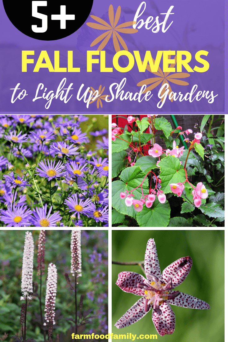 fall flowers light up shade gardens