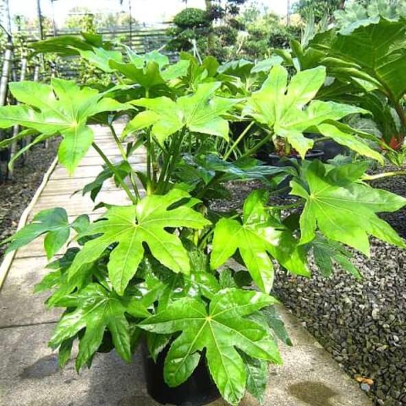 Fatsia japonica or Castor Oil Plant | Shrubs to Grow in Moist Shade