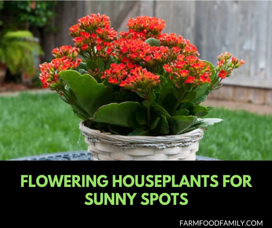 Flowering houseplants for sunny spots