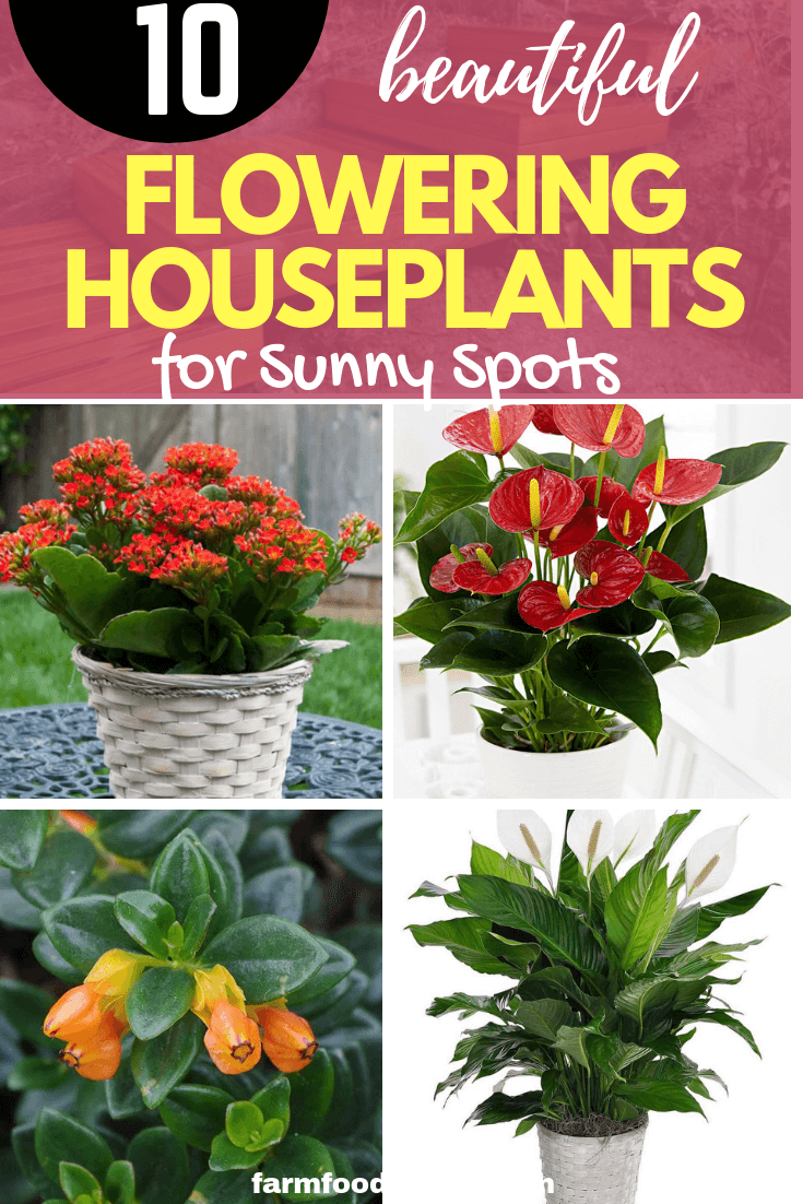 10 Flowering houseplants for sunny spots
