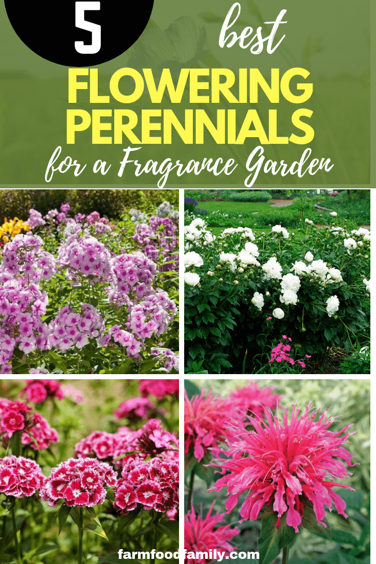 Flowering Perennials for a Fragrance Garden