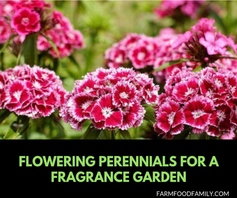 Flowering Perennials for a Fragrance Garden