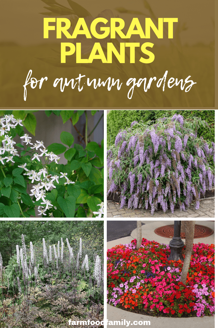 Fragrant Plants for Autumn Gardens: Using Scent and Aroma in the Fall Landscape