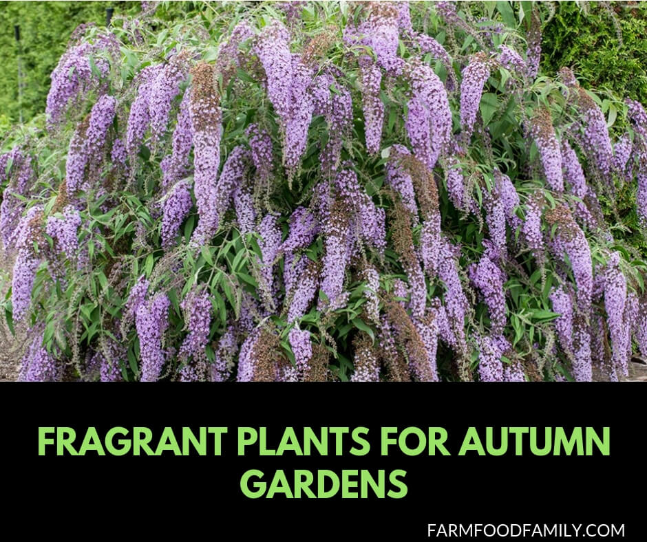 Fragrant plants for autumn gardens