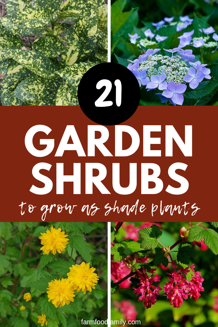 garden shrubs for shade garden