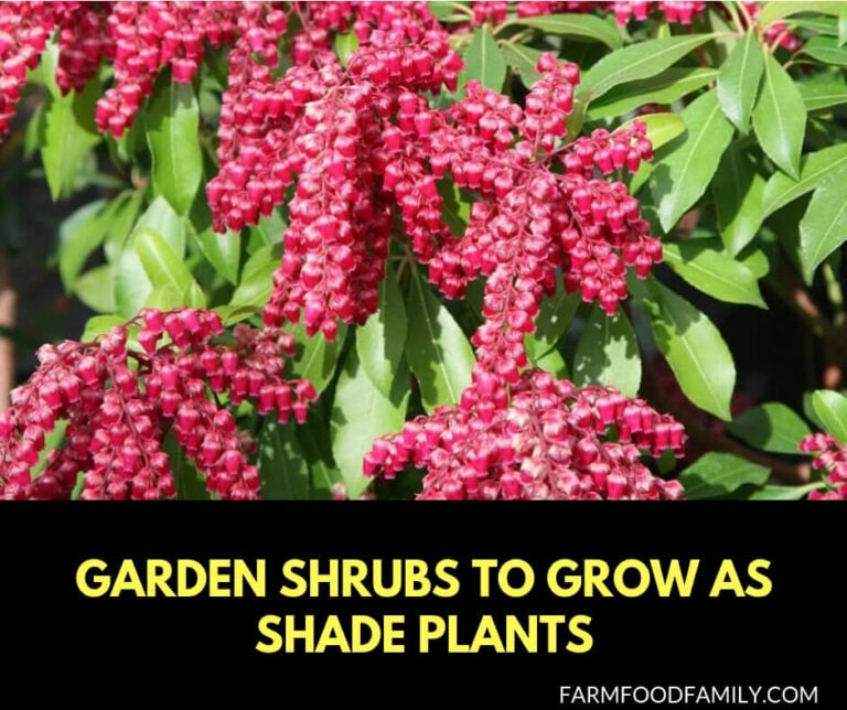 Garden shrubs to grow as shade plants