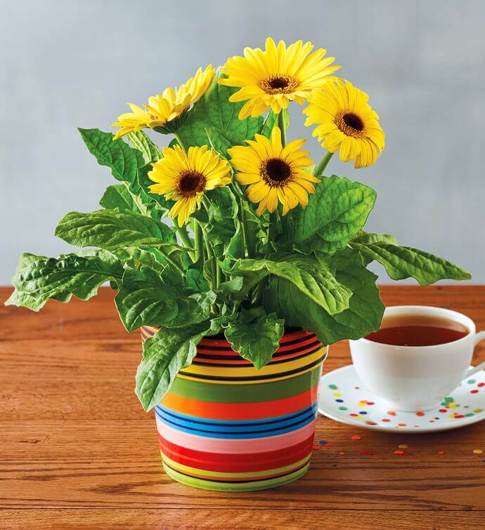 Gerbera Daisy: Breathe Easy with an Indoor Garden: Improve the Air Quality and Charm of Your Home with Houseplants