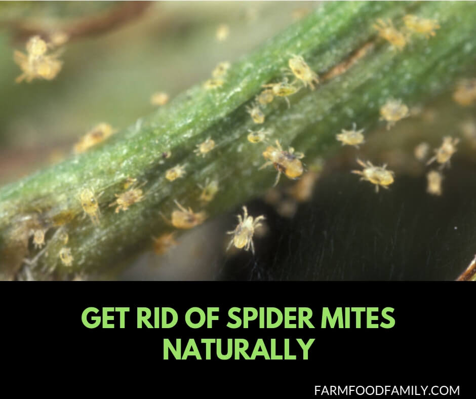How to get rid of spider mites using natural methods