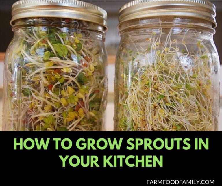Growing sprouts at home in a mason jar