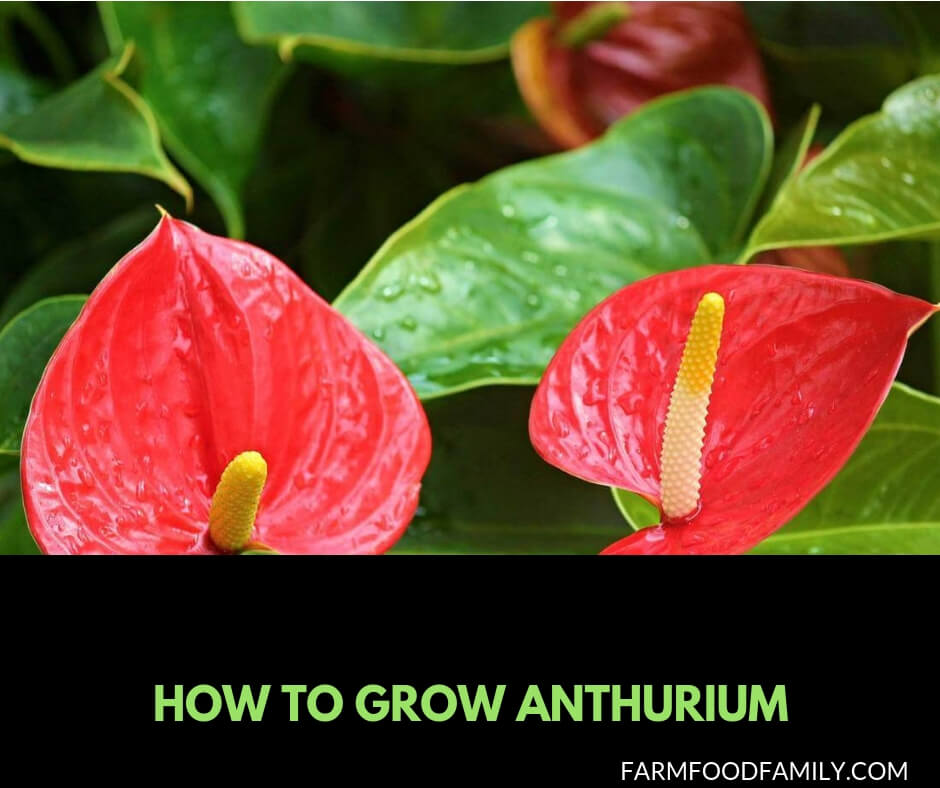 How to grow Anthurium