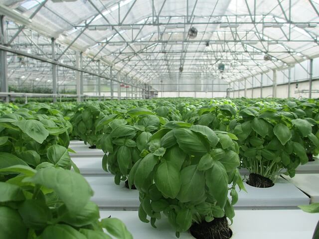 Growing Basil in greenhouse