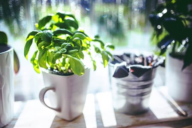 Growing Basil in pots