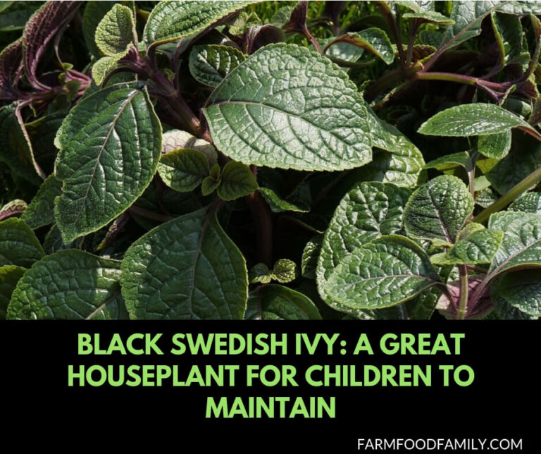 Caring for Black Swedish Ivy: a great houseplant for children to maintain