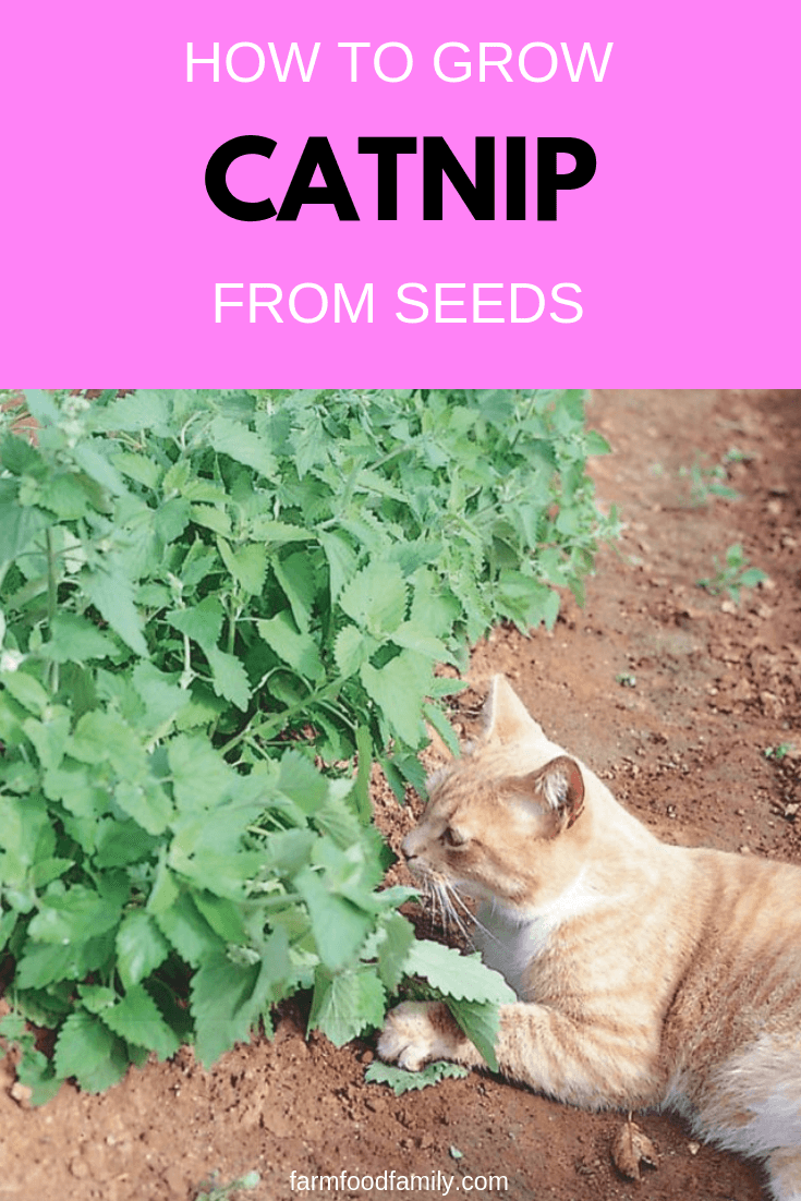 Growing Organic Catnip for Pets and for Medicine