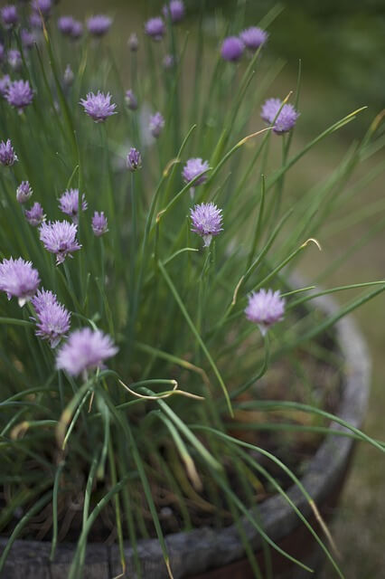 Growing Chives in pots