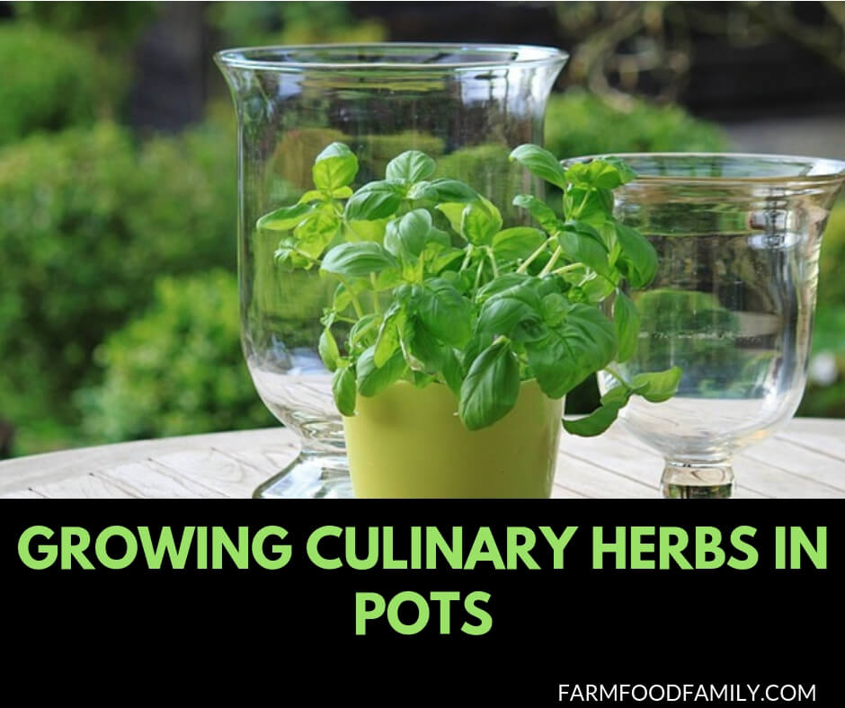 Growing Culinary Herbs in pots