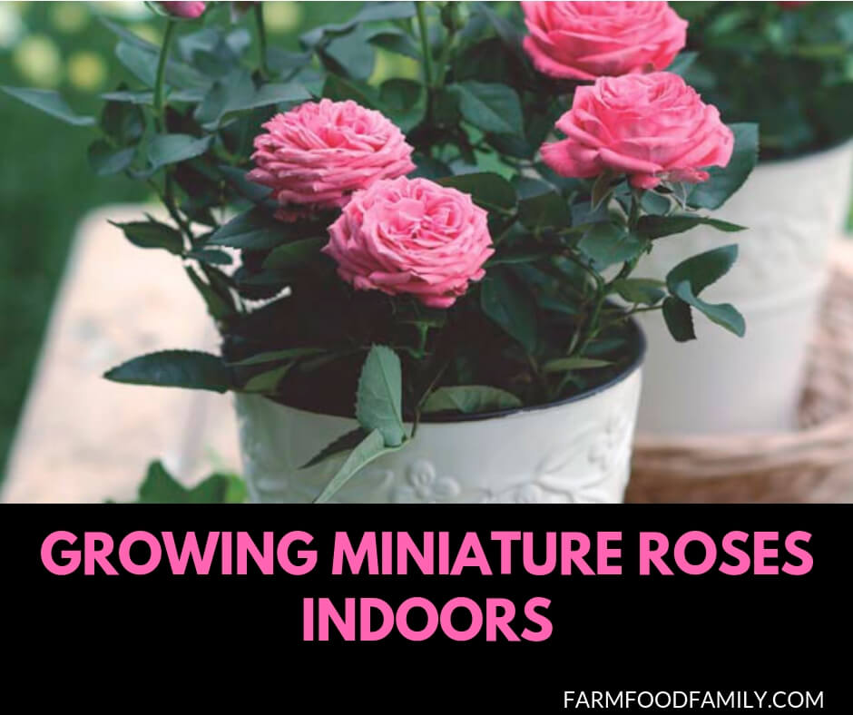 Growing Miniature roses indoors