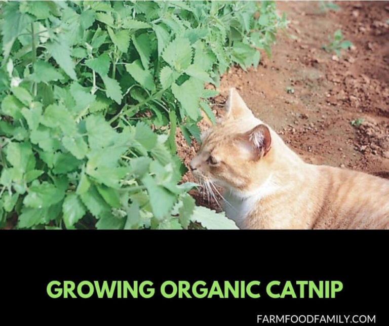 Growing catnip