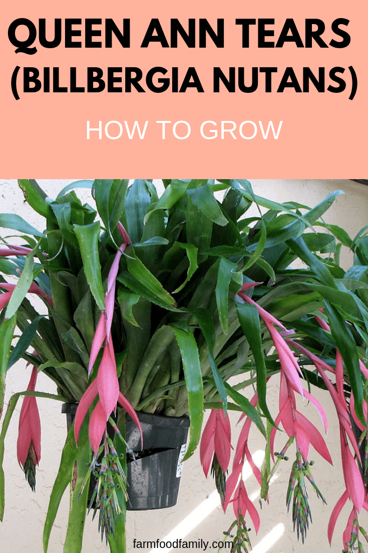How to Grow Queen Ann Tears - Billbergia Nutans