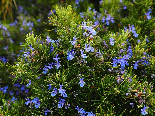 How to grow Rosemary from seeds