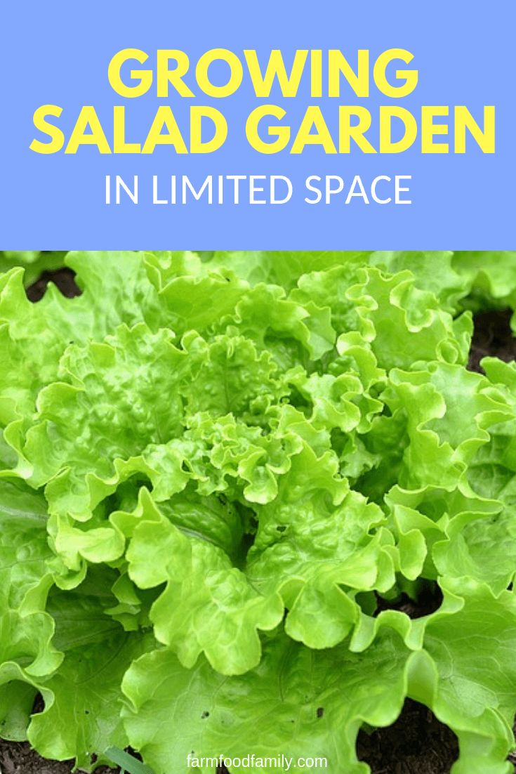 How to grow your own salad garden in small spaces