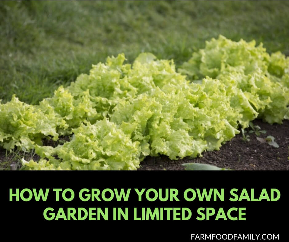 How to grow your own salad garden in small spaces