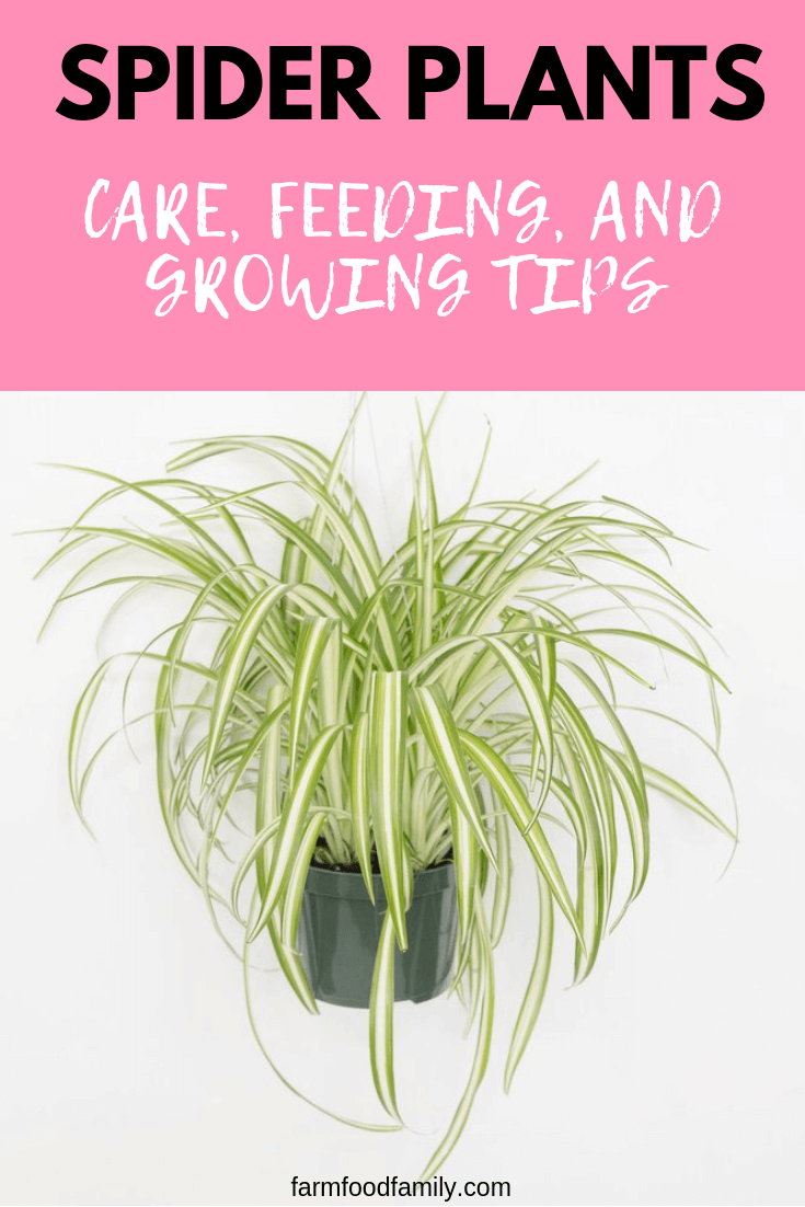 Spider Plants (Chlorophytum) are one of the most popular houseplants in the world. They are quick growing and very attractive.