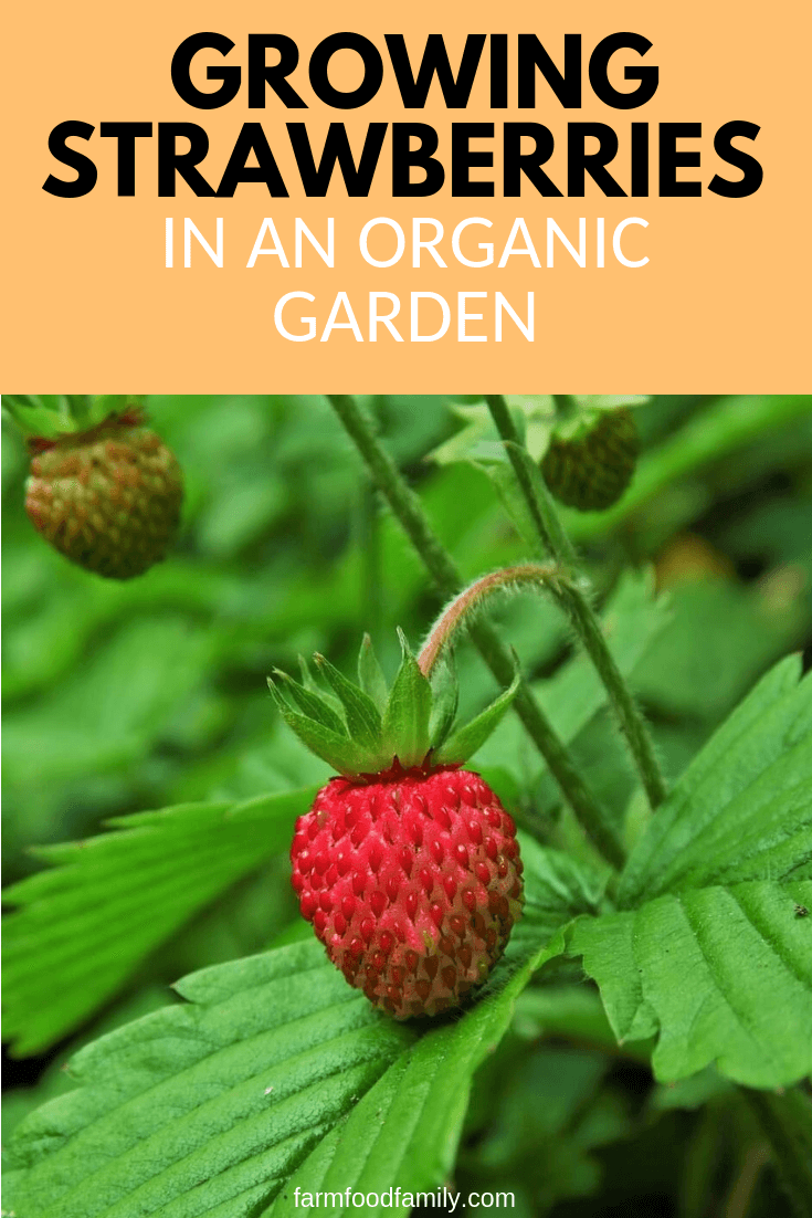 How to grow strawberries organically at home