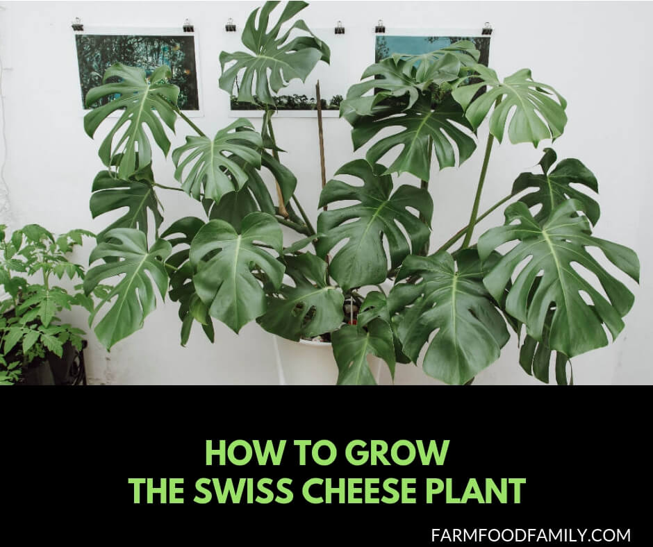 Growing the swiss cheese plant