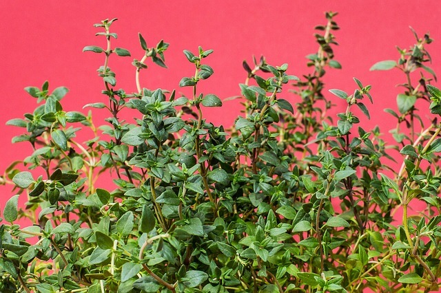 Varieties of thyme and how to grow it from cuttings